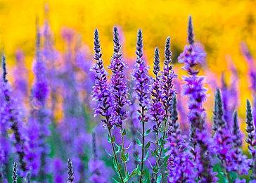 NBA2K22还用买？【奇游加速器】直接白给，更有限定球衣等好礼免费送