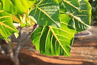 《宝藏猎人模拟器2》新预告 已上架Steam平台