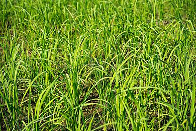 类皮克敏玩法游戏《小眷灵》试玩demo上线 今年夏季发售